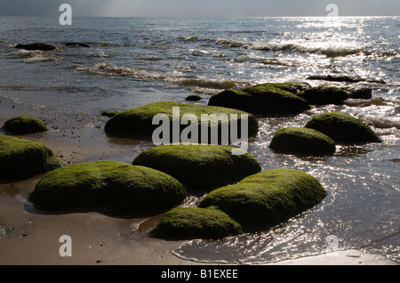 Des roches couvertes d'algues de plage de Hunstanton, West Norfolk Banque D'Images