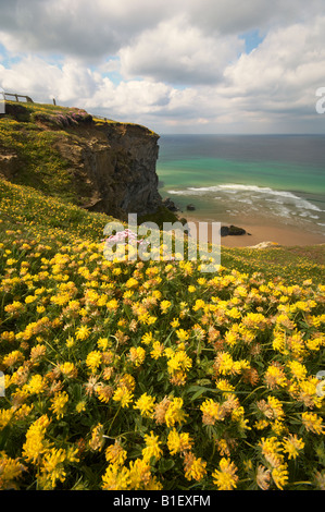 Les fleurs sauvages qui poussent sur la clifftops au Bedruthan Steps Carnewas Cornwall UK Banque D'Images
