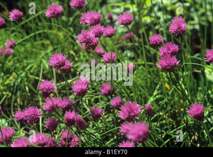 Ciboulette rose fleurs Banque D'Images