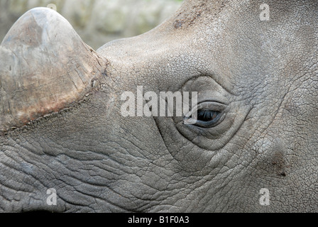 Close up de corne de rhinocéros et de l'œil Banque D'Images