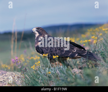 Hawk Swainson in grass Banque D'Images