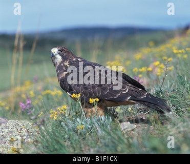 Hawk Swainson in grass Banque D'Images