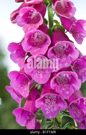 Digitalis purpurea purple SCROPHULARIACEAE L digitox gitox glycoside purpurea Foxglove Camelot rouge Lavande fleur rose Banque D'Images