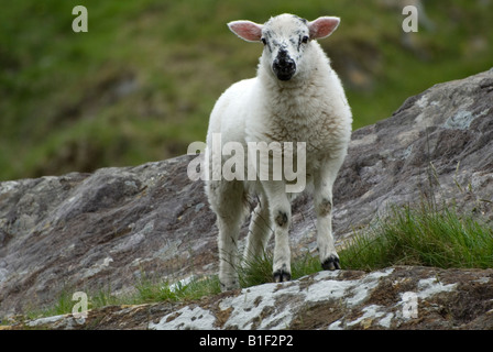 L'Agneau de montagne - Le comté de Kerry, Irlande. Banque D'Images