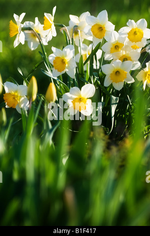 Un patch de tulipes jaunes au printemps. Banque D'Images