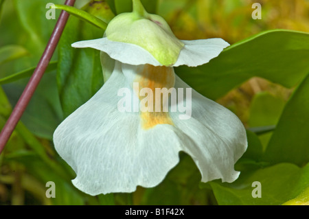 L'UTRICULARIA alpina Lentibulariaceae Antillen antilles plante vivace épiphyte carnivore carnivore tabliers fées f Banque D'Images