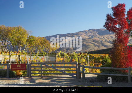 Route de domaine vignoble en automne Bannockburn Central Otago ile sud Nouvelle Zelande Banque D'Images