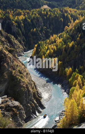 Bateau Jet Shotover River et le mélèze arbres en automne Skippers Canyon Historique Central Otago Queenstown ile sud Nouvelle Zelande Banque D'Images