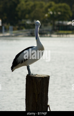 Un Pelican (Pelecanus conspicillatus australien) sur la rivière Noosa Banque D'Images