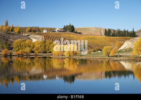 La couleur en automne et vignoble Bannockburn Inlet Lake Dunstan Central Otago ile sud Nouvelle Zelande Banque D'Images