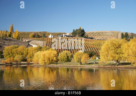 La couleur en automne et vignoble Bannockburn Inlet Lake Dunstan Central Otago ile sud Nouvelle Zelande Banque D'Images