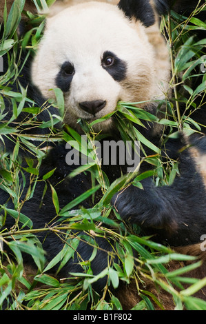 Panda géant se nourrit de feuilles de bambou Banque D'Images