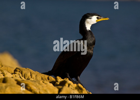 Un peu shag (aigrette garzette) sur les roches Banque D'Images