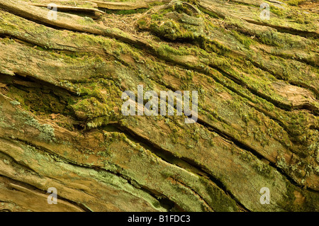 Mousse et lichen sur le tronc d'écorce d'arbre tombé gros plan Angleterre Royaume-Uni Grande-Bretagne Banque D'Images