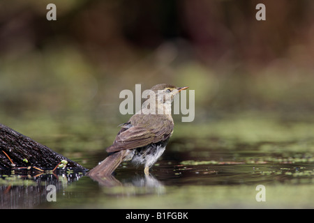 Phylloscopus trochilus Willow pond à Potton potable Bedfordshire Banque D'Images