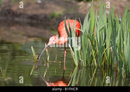 Scharlachibis Scharlachsichler scharlachsichler roter sichler Eudocimus ruber Ibis rouge Banque D'Images