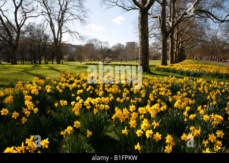 Les jonquilles à St James Park, Londres Banque D'Images