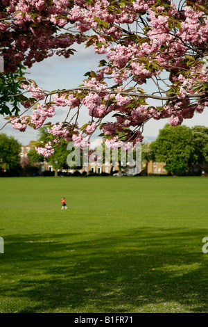 Cherry Blossom sur Peckham Rye, London Banque D'Images