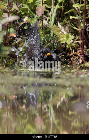 Blackbird Turdus merula baignade en étang Potton Bedfordshire Banque D'Images