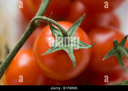 Plusieurs tomates cerises rouges sur vert stork Banque D'Images