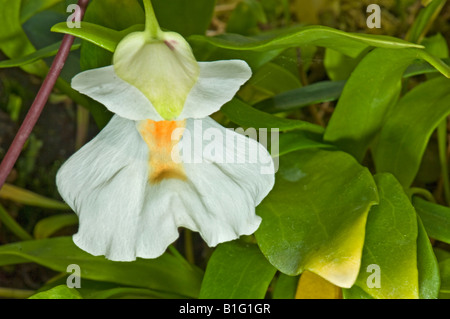 L'UTRICULARIA alpina Lentibulariaceae Antillen antilles plante vivace épiphyte carnivore carnivore tabliers fées f Banque D'Images