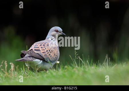 Turtle Dove Streptopelia turtur sur sol à Potton alerte Bedfordshire Banque D'Images