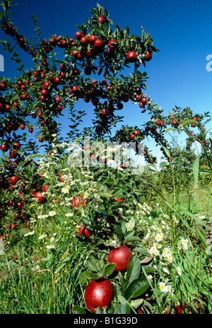 Pommes rouges sur un arbre à Lerew vergers. La Pennsylvanie est le 5ème plus grand producteur de pommes dans les USA Banque D'Images