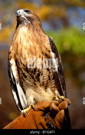 Buse à queue rouge, Hawk Mountain Sanctuary Banque D'Images
