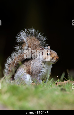 L'écureuil gris Sciurus carolinensis debout à Potton alerte Bedfordshire Banque D'Images