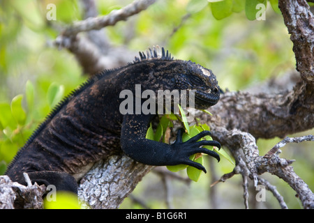 Iguane marin - Amblyrynchus cristatus - sur l'île South Plaza dans les îles Galápagos, au large de la côte de l'Équateur Banque D'Images