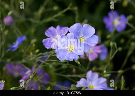 Bleu (Linum perenne) Banque D'Images