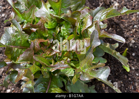 La laitue (Lactuca sativa) "Cocarde" Banque D'Images