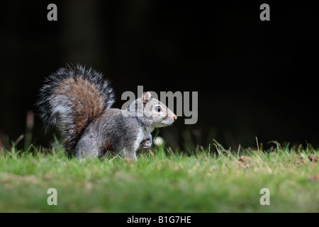 L'écureuil gris Sciurus carolinensis debout à Potton alerte Bedfordshire Banque D'Images