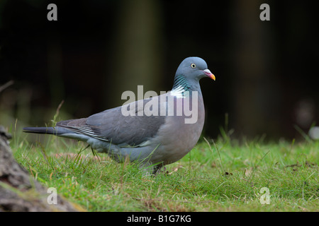 Pigeon ramier Columba palumbus standing looking alerte avec fond sombre Bedfordshire Potton Banque D'Images