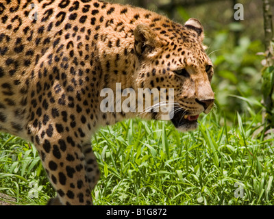 Close up of leopard au Sikkim, Inde Banque D'Images