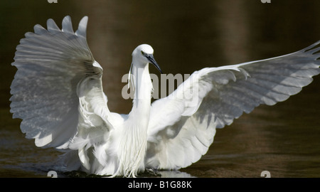 L'Aigrette garzette Egretta garzetta , , atterrissage sur les rives de la rivière Banque D'Images