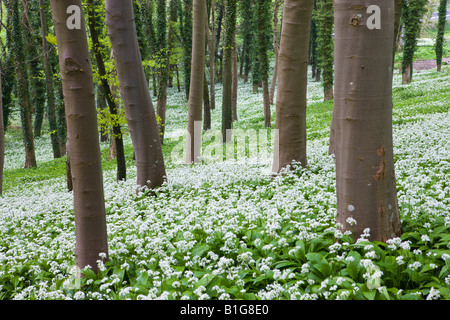 L'ail sauvage poussant dans un bois Winterbourne Abbas Dorset Angleterre Banque D'Images