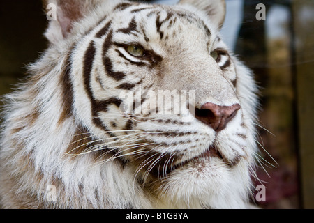 Close Up Head Shot d'un grand Tigre du Bengale à Busch Gardens Tampa Florida USA Banque D'Images
