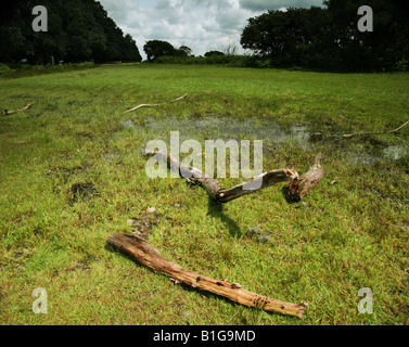 Le pays de l'herbe arbres marais brindilles Newforest Hampshire Angleterre Banque D'Images