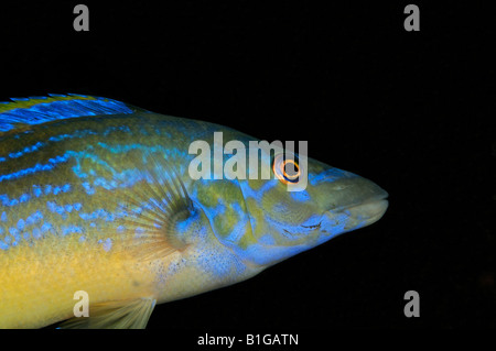 Cuckoo wrasse, homme, Labrus bimaculatus Banque D'Images