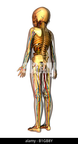 Soirée des Kindes mit Organen anatomie de l'enfant avec des organes Banque D'Images