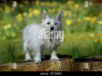 A West Highland White Terrier sur une souche d'arbre. Banque D'Images
