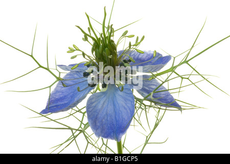 Nigella amour dans une fleur de brume Banque D'Images