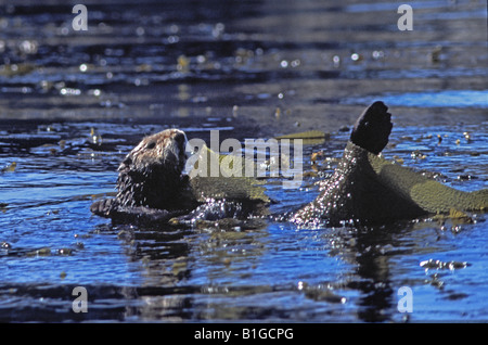 Loutre de mer californiens, Enhydra lutris, enveloppés dans des frondes de varech géant Banque D'Images