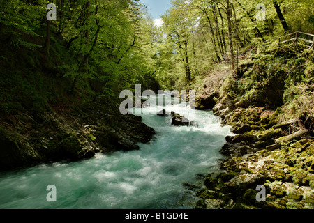 Les Gorges de Vintgar - 4km au nord du lac de Bled en slovinia Banque D'Images