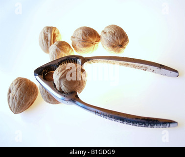 Studio shot of walnuts and nutcracker Banque D'Images