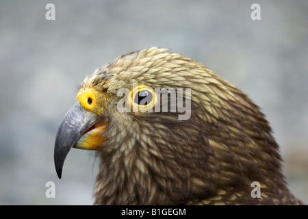 Kea Nouvelle-zélande perroquet alpin Nestor notabilis Milford Road Fiordland ile sud Nouvelle Zelande Banque D'Images