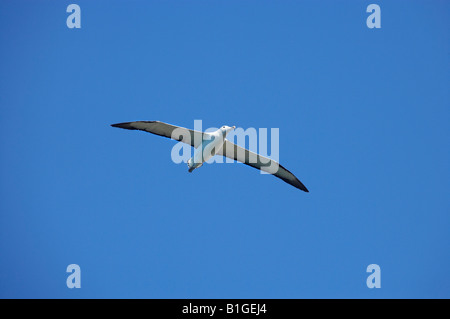 Albatros royale Taiaroa Head Péninsule d'Otago Dunedin ile sud Nouvelle Zelande Diomedea epomophora Banque D'Images