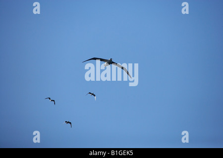 Albatros royale et des Mouettes Taiaroa Head Péninsule d'Otago Dunedin ile sud Nouvelle Zelande Diomedea epomophora Banque D'Images