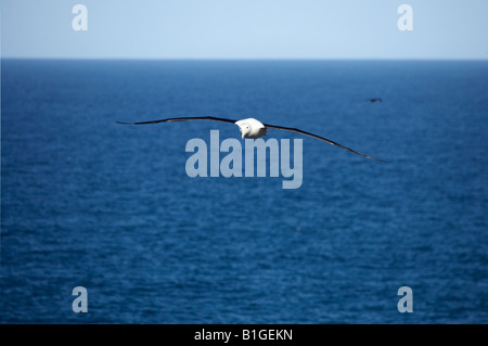 Albatros royale Taiaroa Head Péninsule d'Otago Dunedin ile sud Nouvelle Zelande Diomedea epomophora Banque D'Images